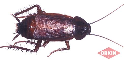 Adult Male Oriental Cockroach