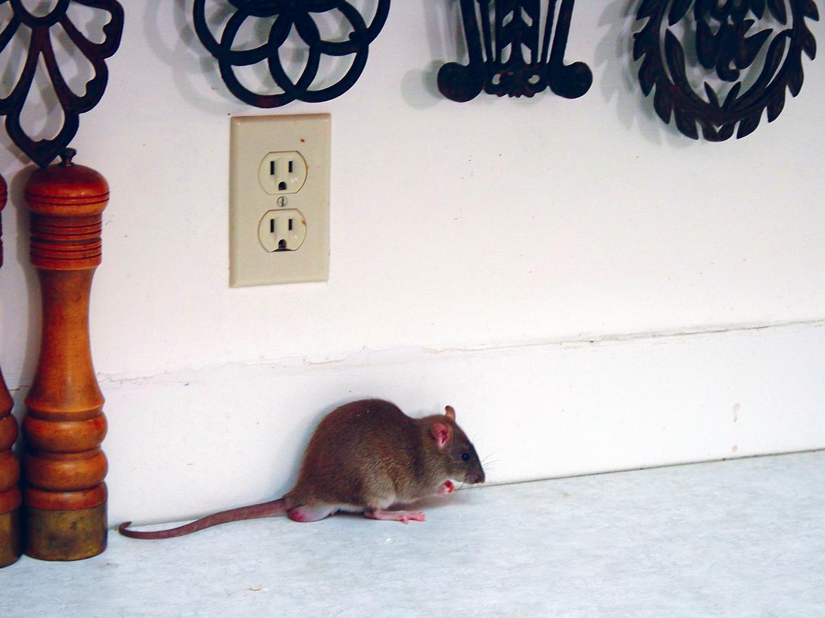 Rat On Kitchen Counter