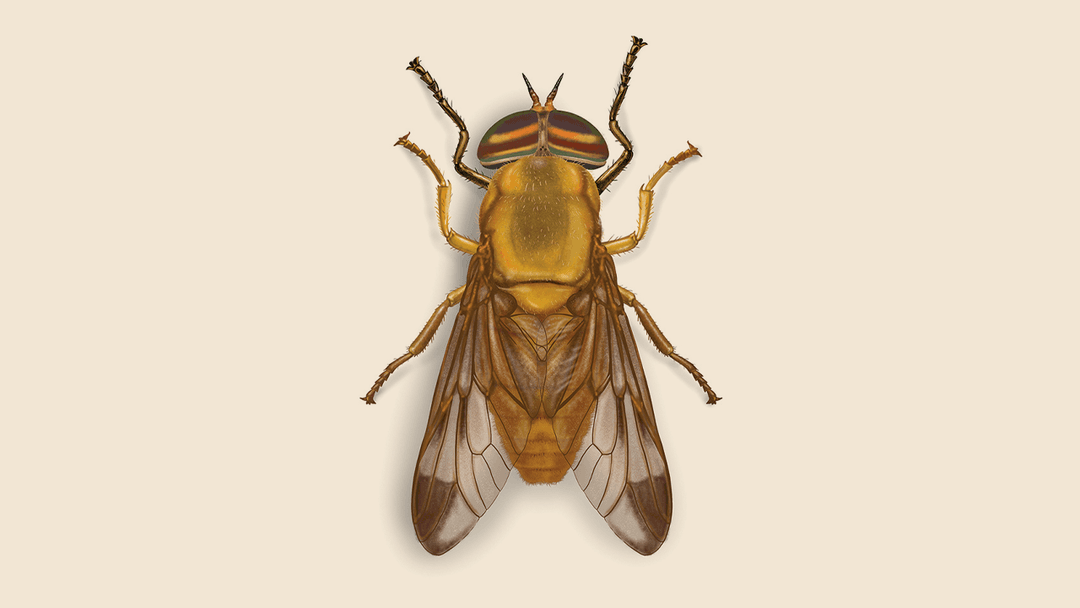 Yellow Fly Illustration