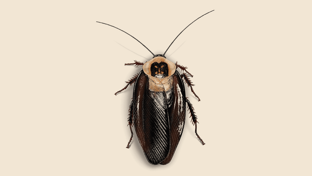 Death Head Cockroach Illustration