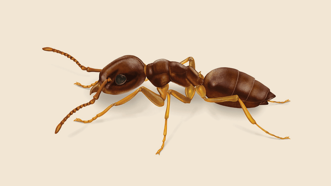 Odorous ant illustration
