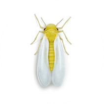 How to Get Rid of and Control Silverleaf Whitefly 