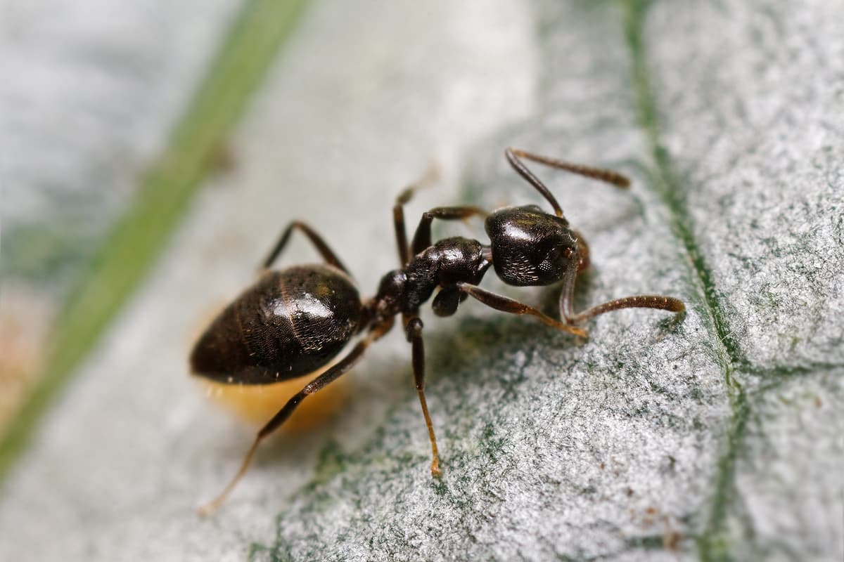 odorous house ant
