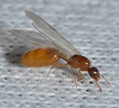 thief ant image