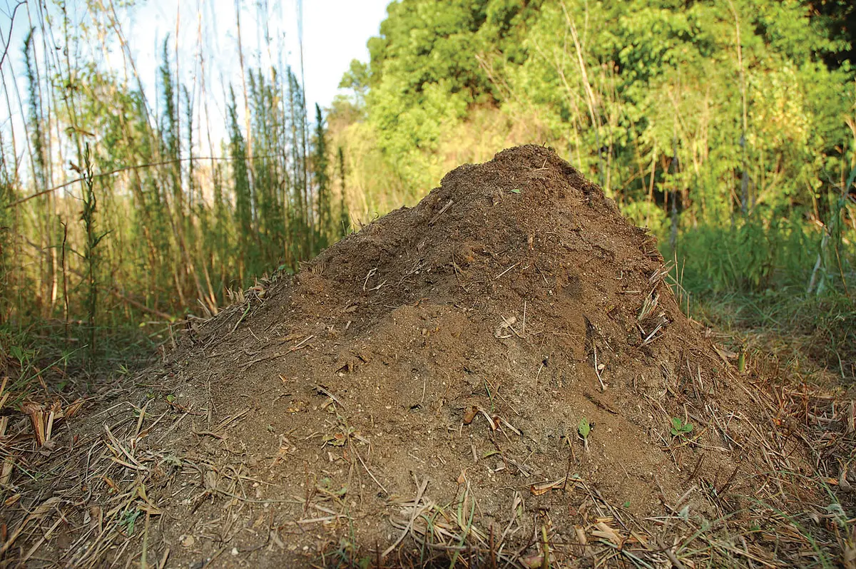 Fire Ant Mound