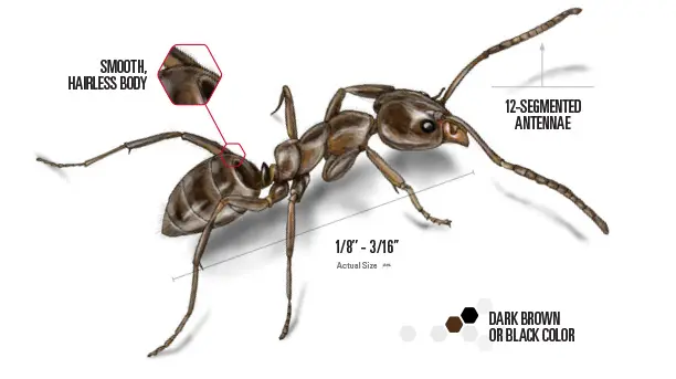 labeled Argentine ant drawing