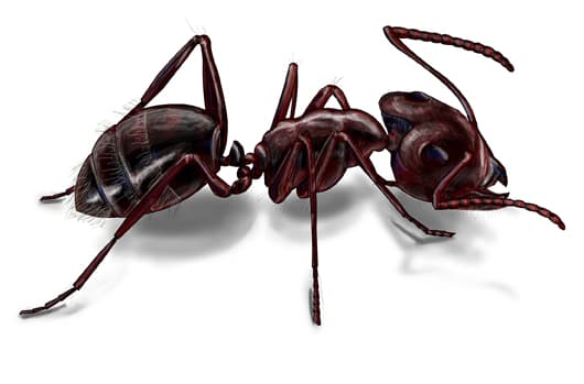 image of a carpenter ant