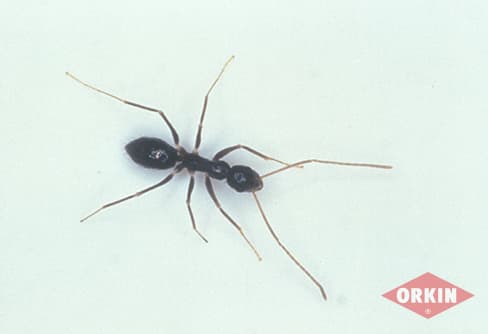 crazy ant image