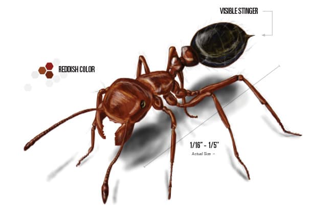 labeled drawing of a fire ant