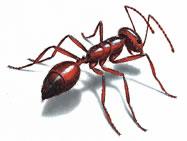 What a Fire Ant Looks Like