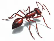 fire ant image