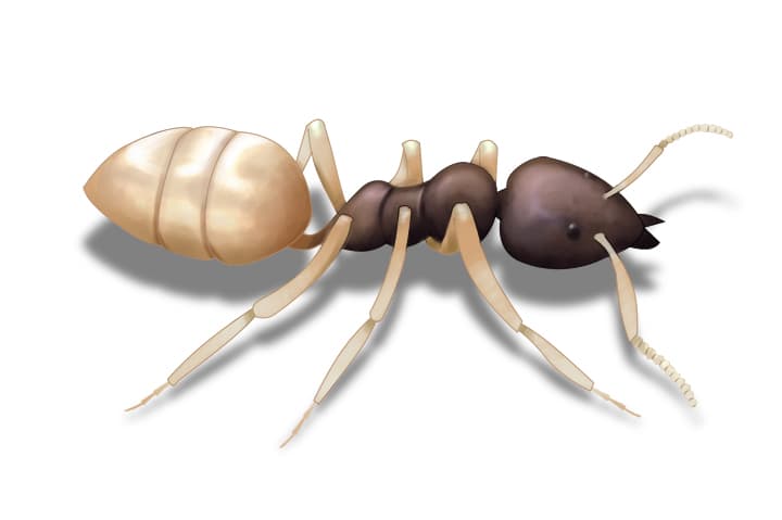 ghost ant illustration