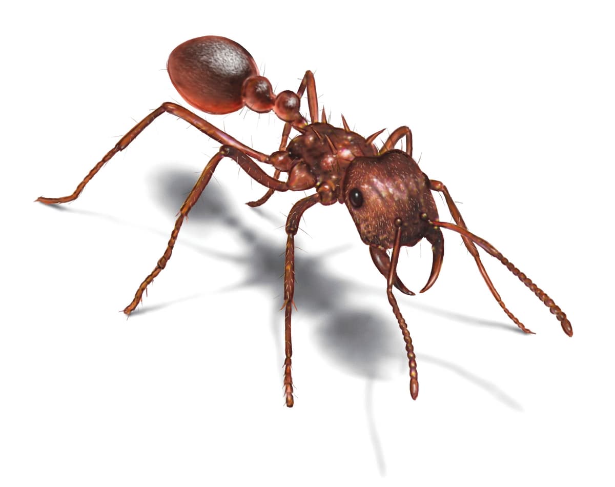 leaf cutting ant image