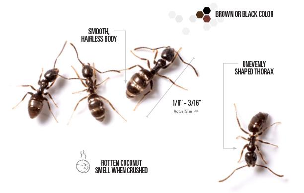 labeled pictures of odorous house ants
