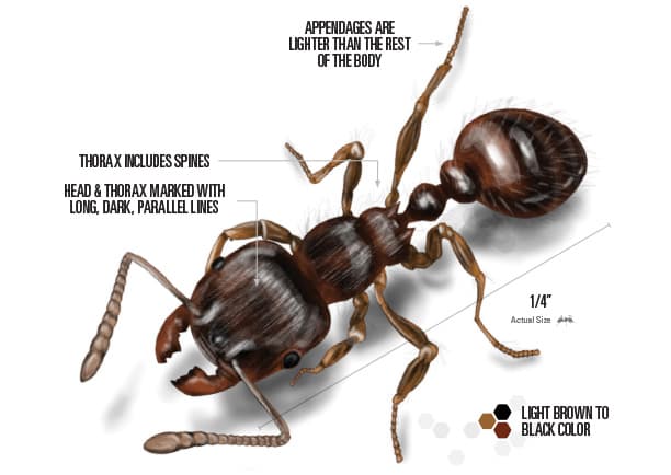 Drawing of labeled pavement ant