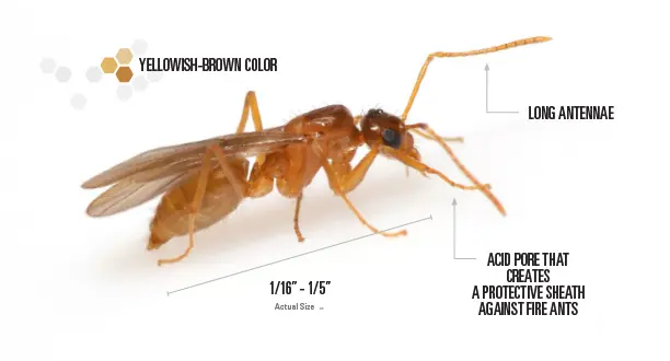 Labeled picture of a tawny crazy ant