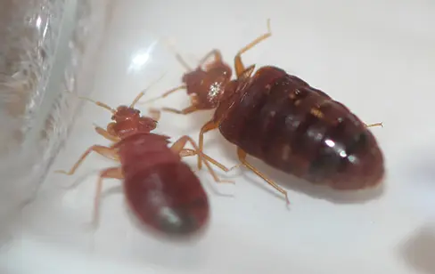 bed bug image