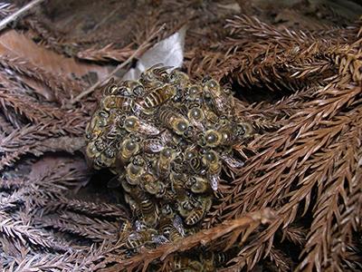 Japanese Honey Bee