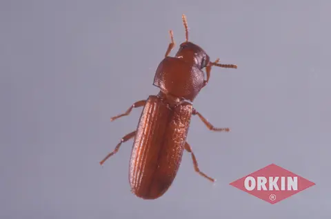 Flour Beetle Image