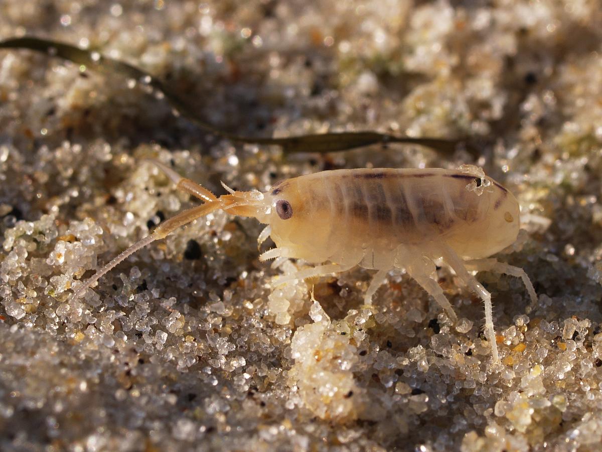 Picture of sand flea on beach