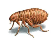 A Flea