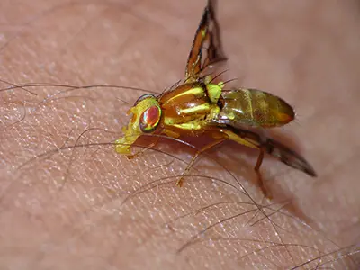 yellow fly image