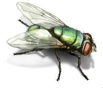 blow fly image