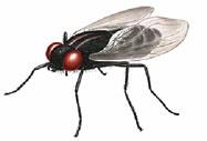 house fly image
