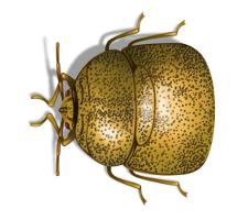 Kudzu Bug Illustration