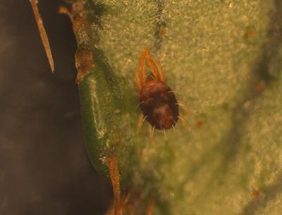 Southern Red Mite