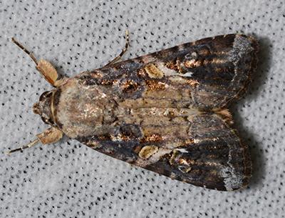 Picture of Armyworm Moth