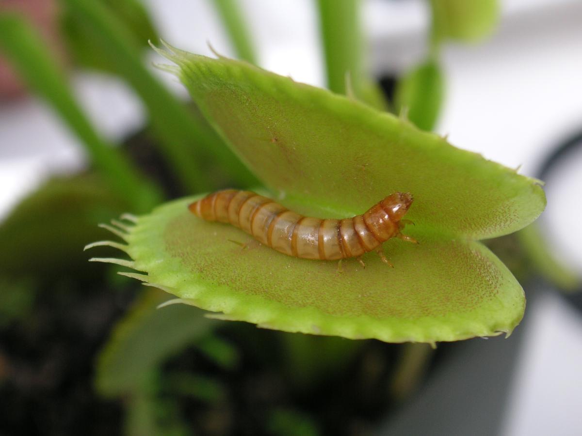 Yellow Mealworm on Leaf