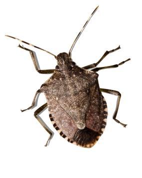 Picture of Brown Marmorated Stink Bug