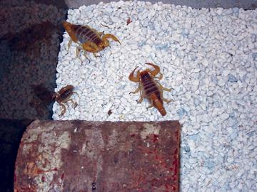 scorpions on gravel floor