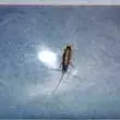 Silverfish picture