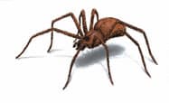 spider