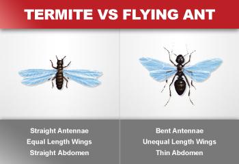Picture of Termite vs. Flying Ant