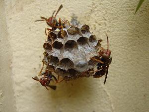 Wasps In Nest
