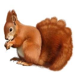 picture of squirrel