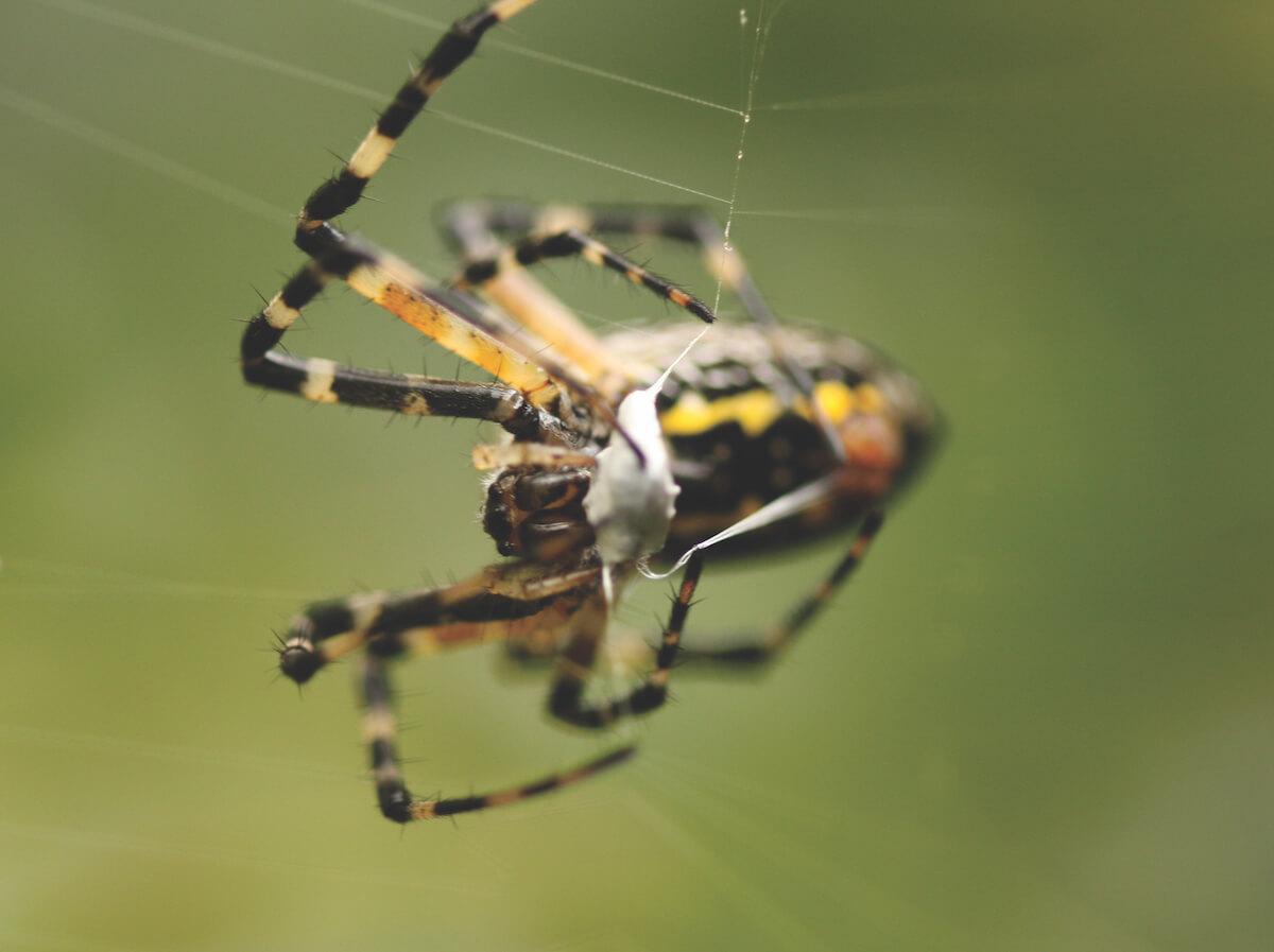 Garden Spider Spinning Web