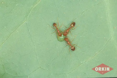 Pharaoh ants drinking water on leaf