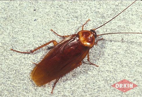 american cockroach castner