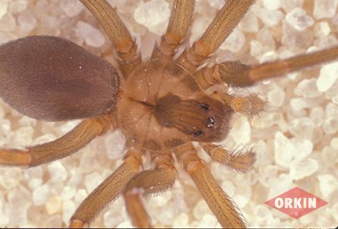 Brown Recluse Spider Closeup