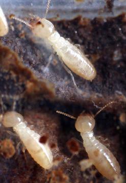 Drywood Termite Workers