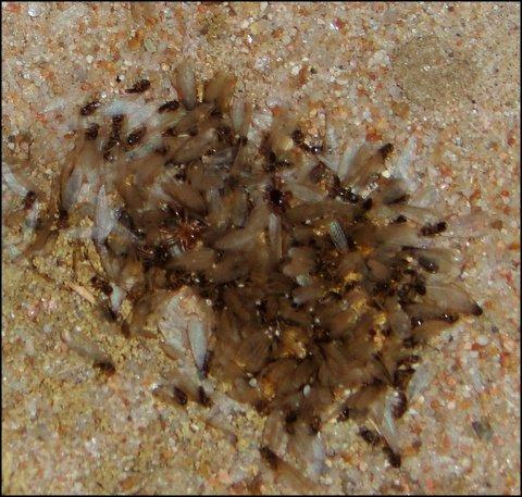 Picture of swarm of subterranean termites