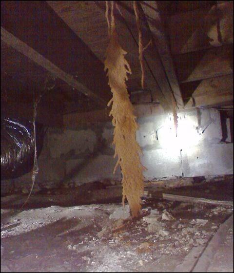 Massive Termite Tube or Nest Under Floor in Crawl Space
