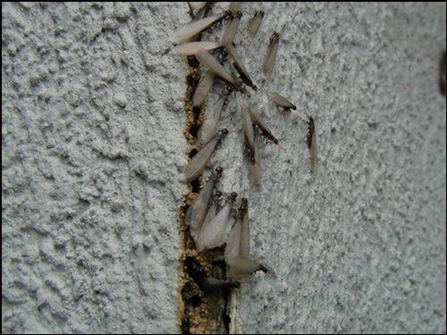 Winged Termites Coming Out Of Crack In Wall