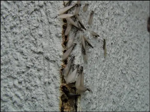Winged Termites Coming Out Of Crack In Wall