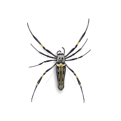 Banana/Golden Silk Spider Illustration