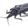 kissing bug illustration